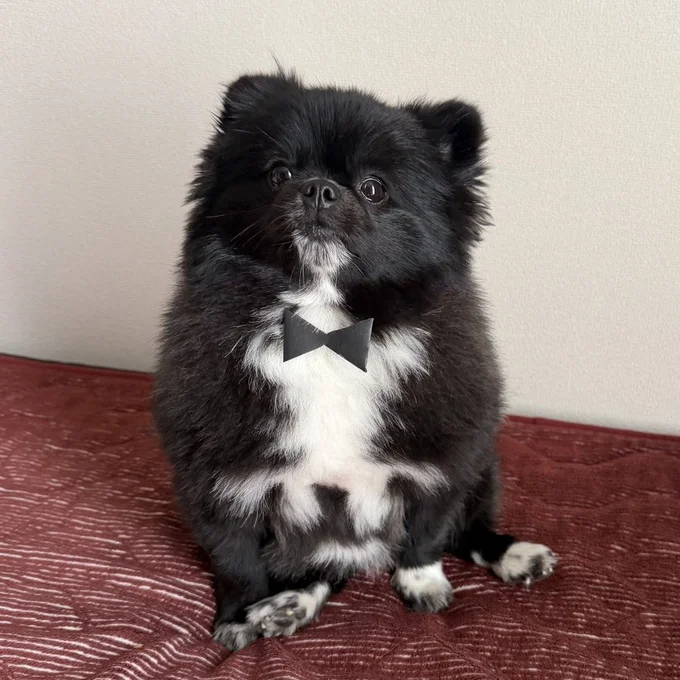 蝶ネクタイをつけるだけでタキシードみたいになっちゃう！▶そんな二匹はとっても仲良しで（⇒次へ）