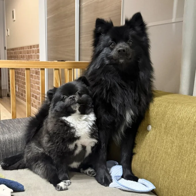 ソファで一緒にまったりすることも多いそう。▶そんなくつしたちゃん、なんとベロが…（⇒次へ）