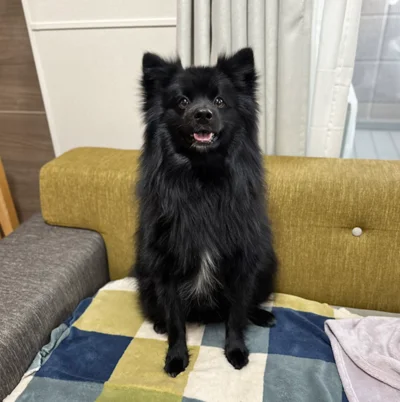 こちらは艶やかな黒いきつねに！？▶秋になると、くつしたちゃんは（⇒次へ）