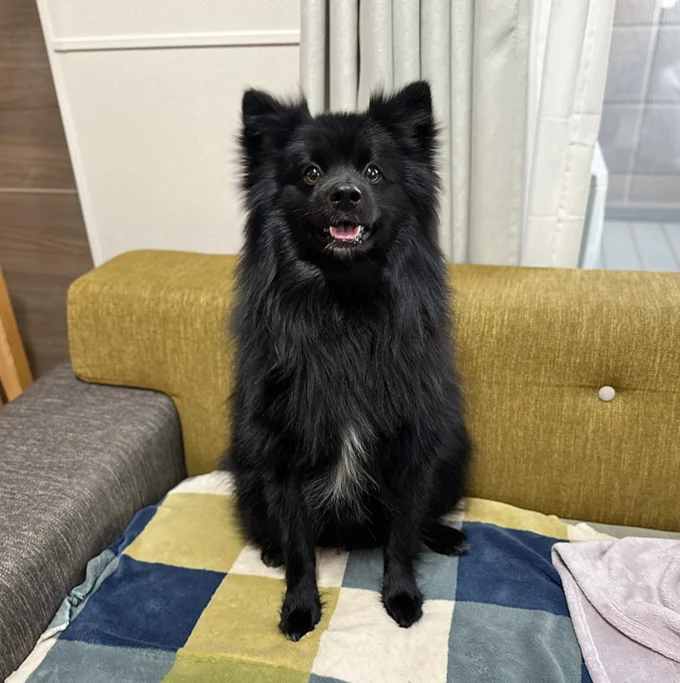 こちらは艶やかな黒いきつねに！？▶秋になると、くつしたちゃんは（⇒次へ）