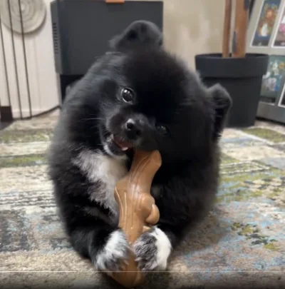 たぬき――ではなくクマ！？　でもどっちにしても可愛い！▶生後3か月のころは（⇒次へ）