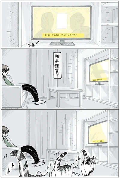 映画鑑賞をジャマするネコ