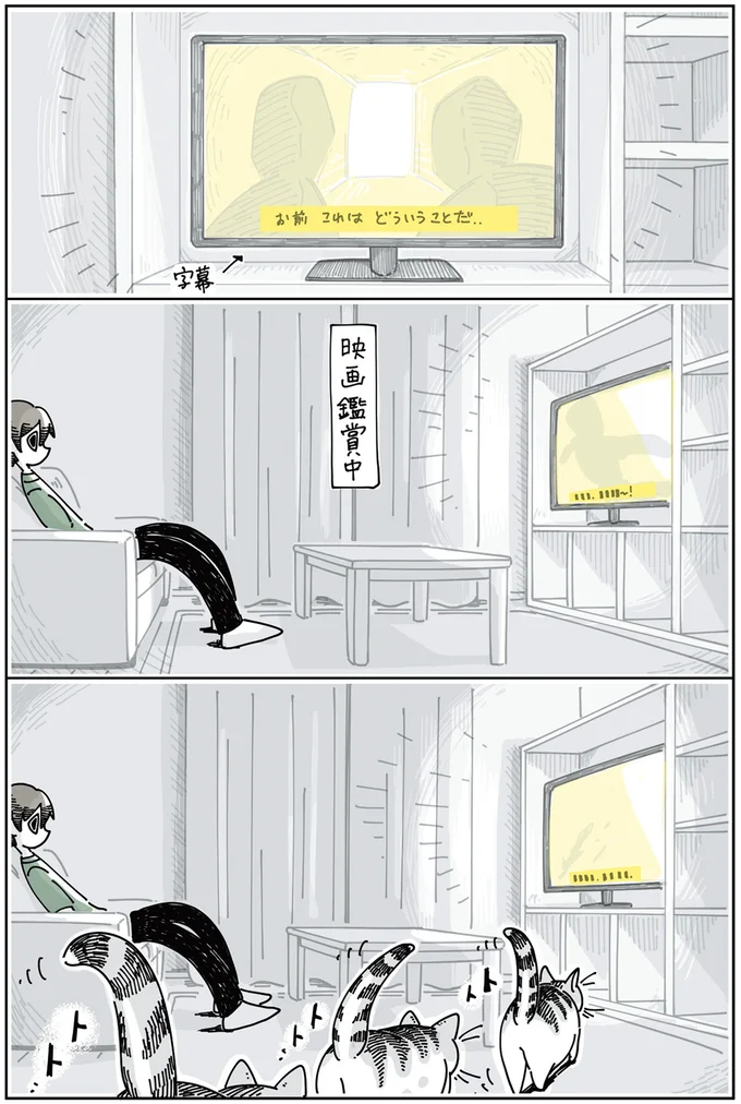 映画鑑賞をジャマするネコ