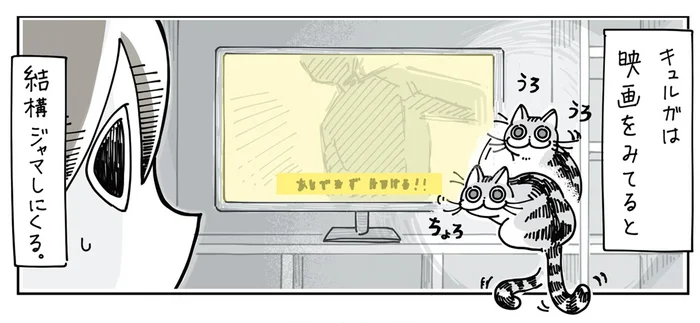 映画を見ていると邪魔してくる猫。なんとも愛らしくて注意する気にならない