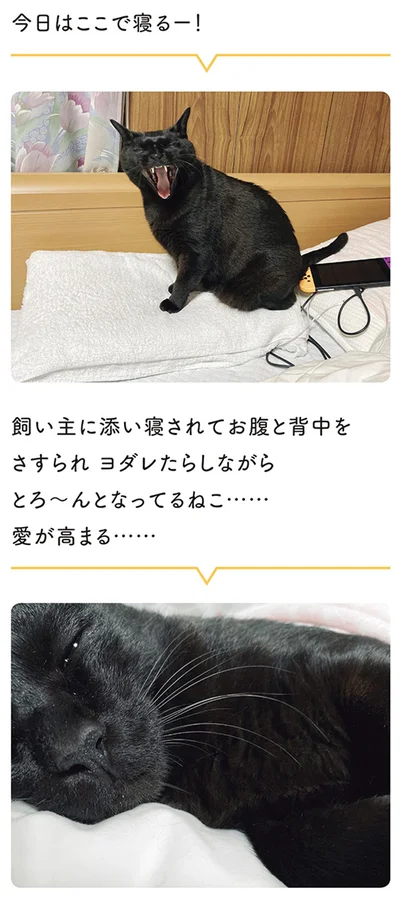 今日はここで寝るー！