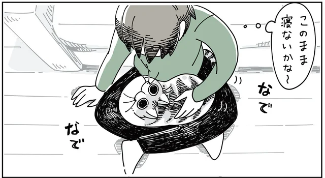 あら珍しい。足の上で寝てくれた猫が嬉しいのに、足が痺れてきてしまい