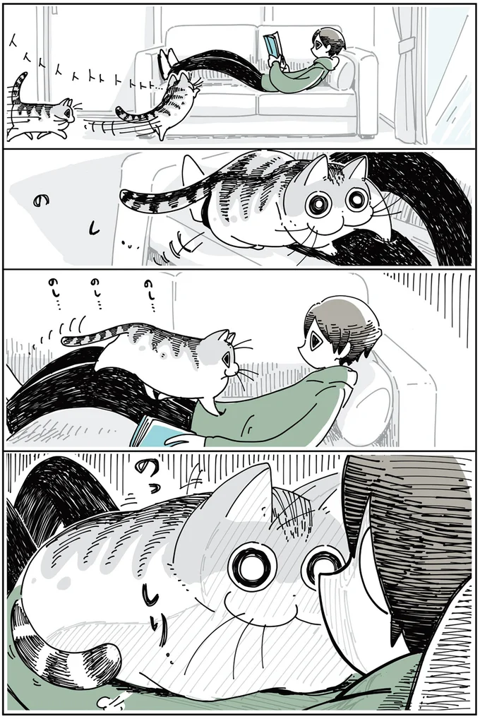 抜け毛の時期のネコ