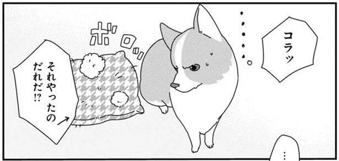 いたずらの犯人は？絶対に目を合わせない愛犬があやしい