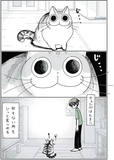 何かを見つめるネコ