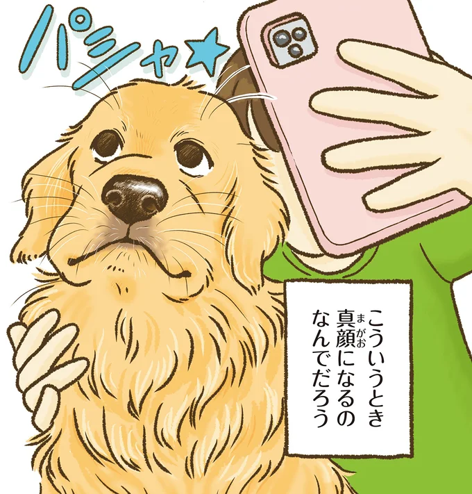 『今日もゴールデンレトリバーに癒されて』より