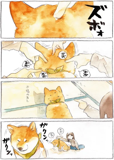 『柴犬ぽんちゃん、今日もわが道を行く』より