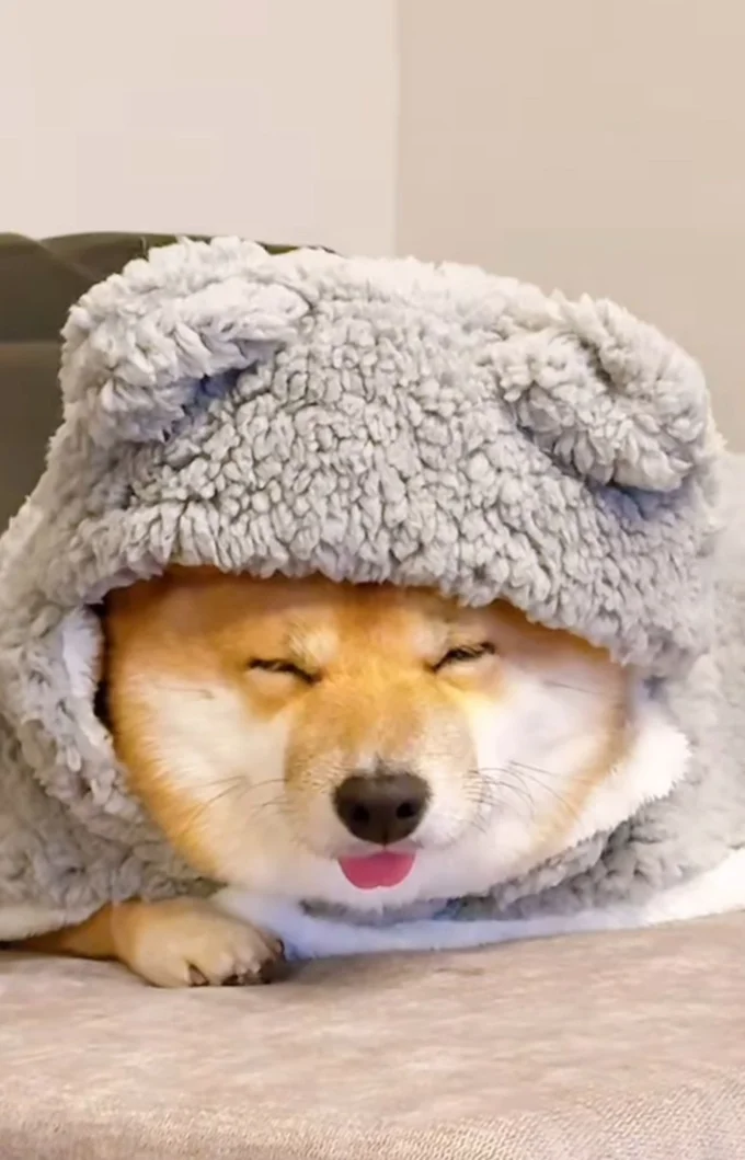  ふわふわのお洋服に包まれてスヤスヤ…▶（次画像から自由気ままな柴犬との実録をえがいた『柴犬ぽんちゃん、今日もわが道を行く』が読めます）