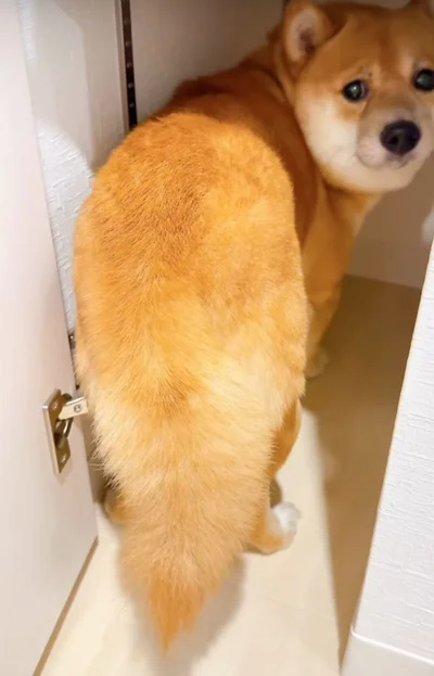 フローリングは掘れませんでした…▶絶望からの解決法は！？（⇒次へ）