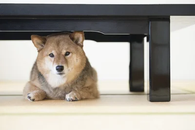 怖がりな豆柴が隠れた場所とは！？（⇒次へ）