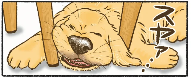 寝づらくない？ わざわざややこしい場所で眠るゴールデンレトリバー