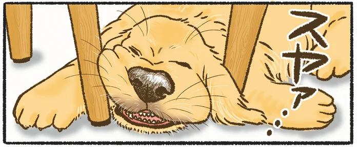 寝づらくない？ わざわざややこしい場所で眠るゴールデンレトリバー