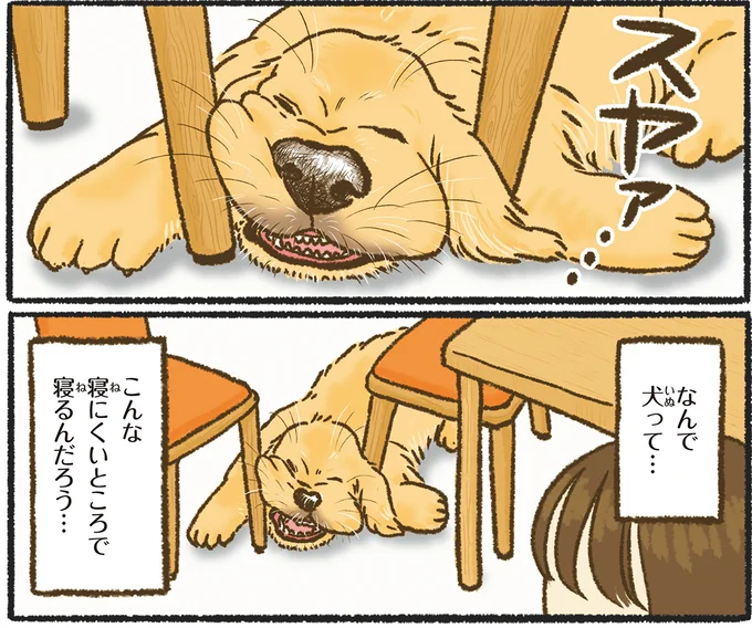 なんで犬って…