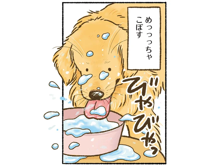ビッシャビシャだぁ！ お水を飲むときにこぼしまくりのゴールデンレトリバー
