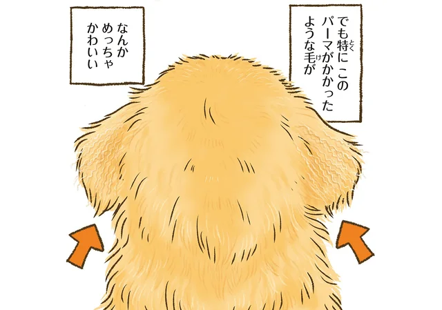 後頭部が信じられないくらい可愛い。ゴールデンレトリバーのお耳について