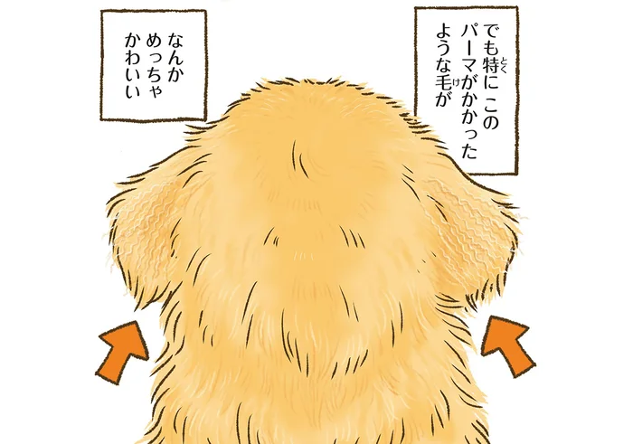 後頭部が信じられないくらい可愛い。ゴールデンレトリバーのお耳について