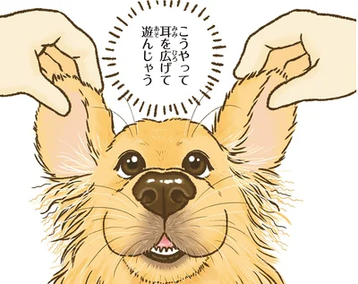 耳を広げて遊んじゃう