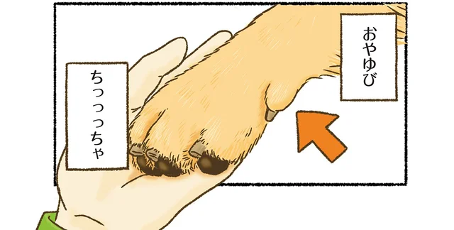 でっかくて可愛いゴールデンレトリバーのちっちゃいパーツが最高という話