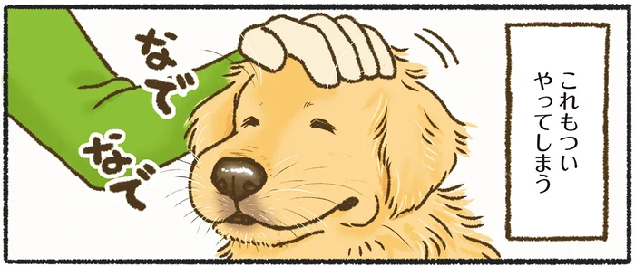 飼い主はついついやってしまう！ ゴールデンレトリバーを前にすると抗えないんです