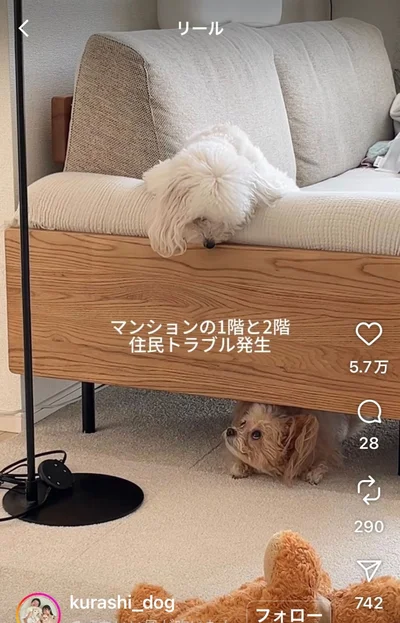 マンションの住民トラブルのよう▶ふだんはイタズラ大好きな2匹！（⇒次へ）