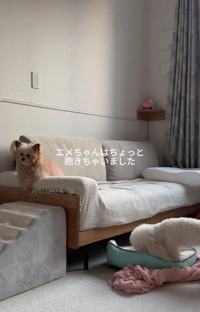 邪魔するのに飽きたエメちゃんの“スンっ…”顔▶（次画像からマイペースな柴犬との実録をえがいた『柴犬ぽんちゃん、今日もわが道を行く』が読めます）