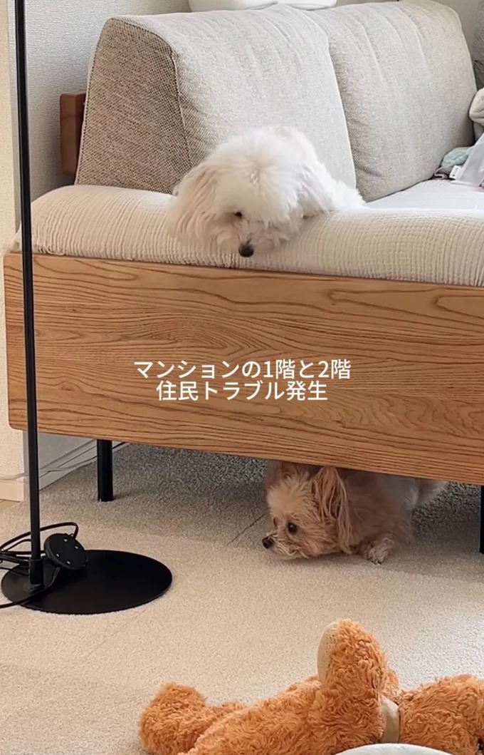 吠えるエメちゃん（下）に驚くまっちょ君（上）▶一体なにが！？（⇒次へ）