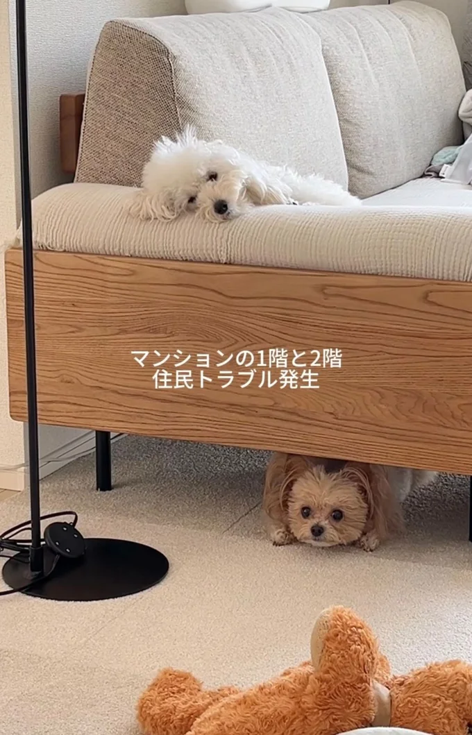 ベッドの上と下でリラックスする2匹（⇒次へ）