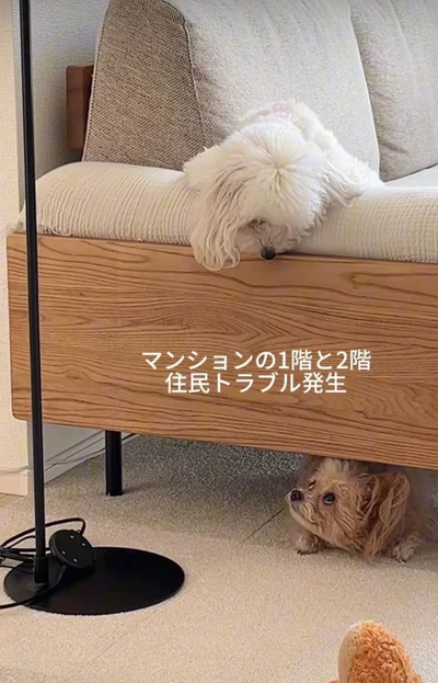 時が止まった…見つめ合う2匹▶まるで〇〇トラブル（⇒次へ）