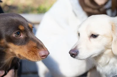 見つめ合う2匹のワンちゃん…いったいなにが！？（⇒次へ）