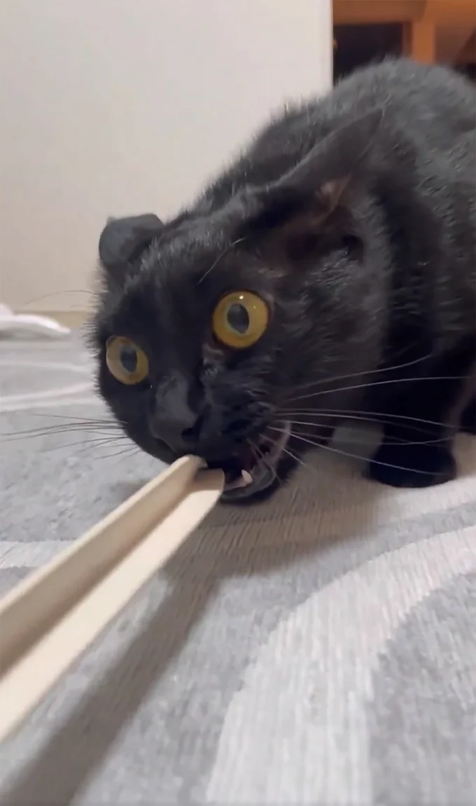 目が…キマっておられる…▶自ら部首になる！（⇒次へ）