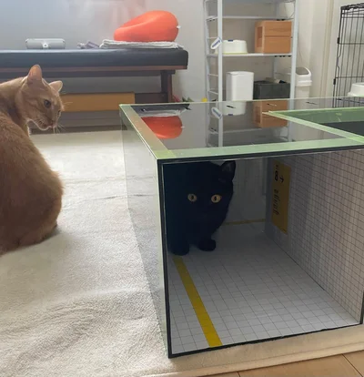 飼い主さん自作！某映画のスタジオのようなトンネル▶チロリ…（⇒次へ）