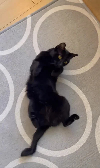 この形…いや違うな…▶こうかな…？（⇒次へ）