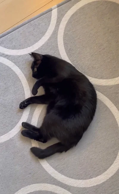 できあがり！▶過程のすべて（⇒次へ）