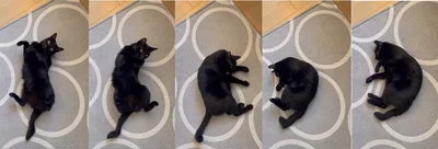 けものへんが作られていく工程まとめ▶けものへんからの…（⇒次へ）