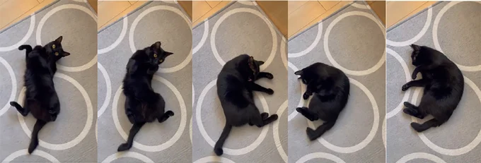 けものへんが作られていく工程まとめ▶けものへんからの…（⇒次へ）