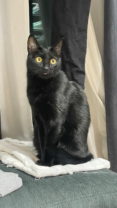 ベロがちょっと出ているノアールちゃん▶薬局で買ってきたのは（⇒次へ）