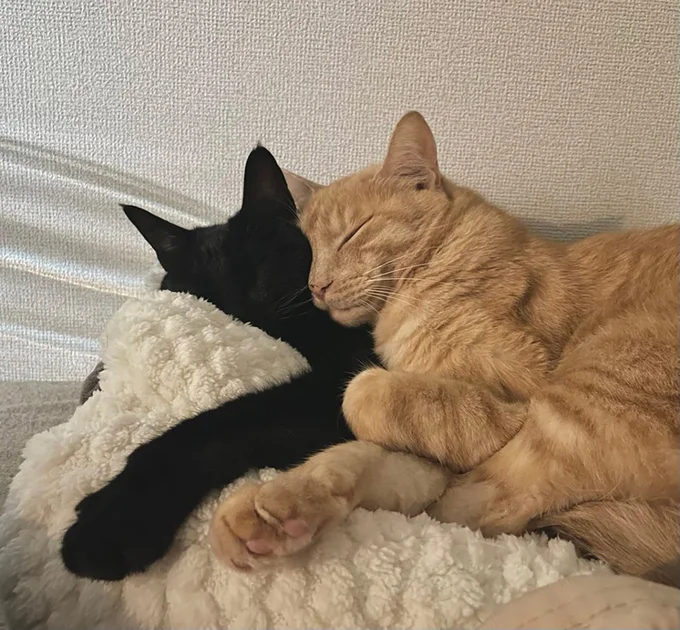 寒い日はくっついて寝ているそう▶謎のもふもふ（⇒次へ）