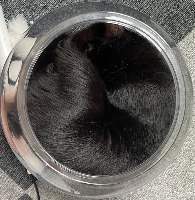 これは何でしょう？▶お目目がパッチリ！（⇒次へ）