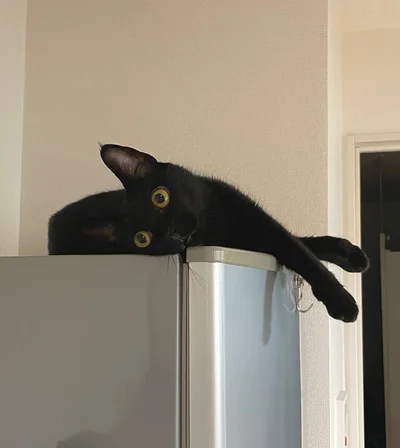 くりくりお目目がかわいいノアールちゃん▶キリッ！（⇒次へ）