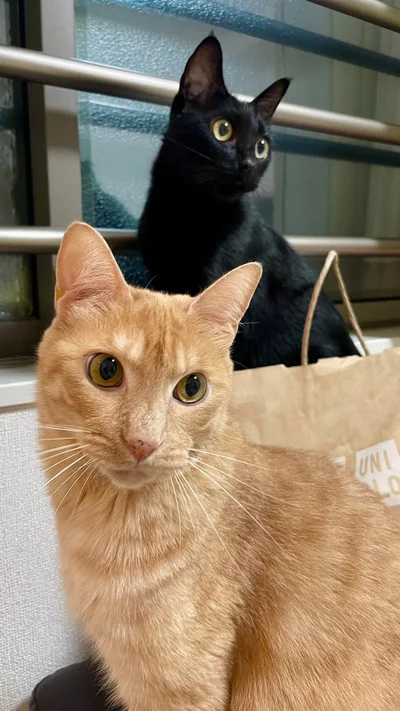 凛々しい姿▶カメラ目線で（⇒次へ）