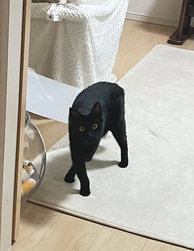 足がどうなっているのか謎のノアールちゃん▶（次画像から飼い主であるAKRさんと、ますます元気に甘えん坊な黒猫ろんとの毎日を綴る絵日記第3弾『黒猫ろんと暮らしたら3』が読めます）