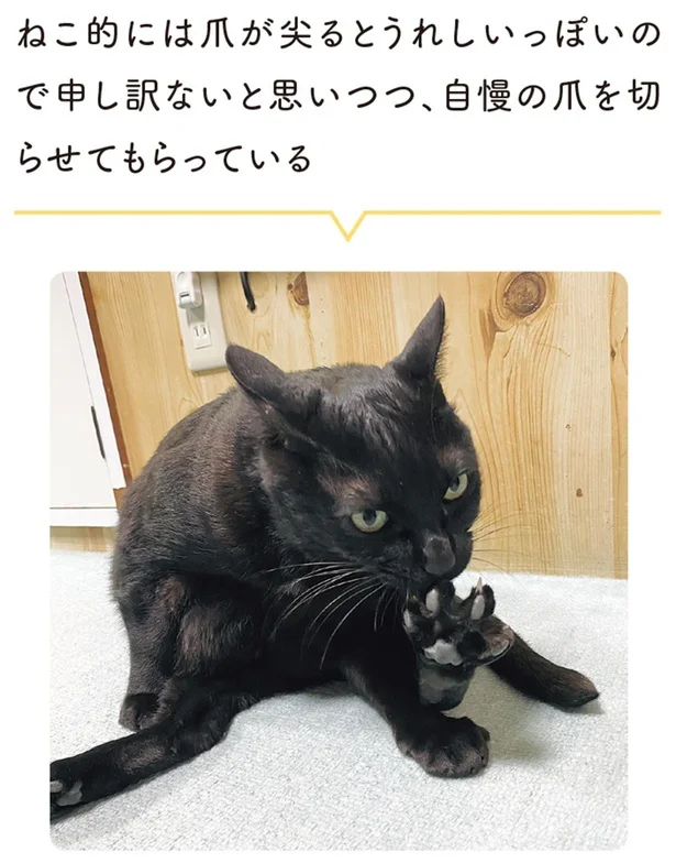 『黒猫ろんと暮らしたら3』より