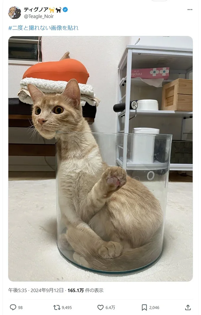 容器から顔だけ出した結果このような写真が撮れました▶異変を感じる…？（⇒次へ）