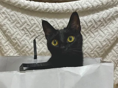 獲物を捕らえた時のネコちゃんの表情が話題に