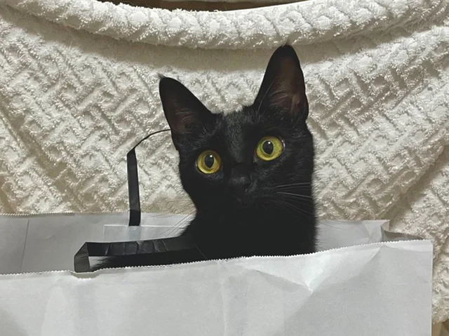 獲物を捕らえた愛猫の表情に…→「狂気じみてる…！」「強い意志を感じる」