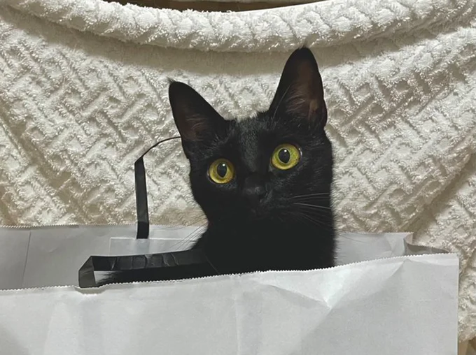 獲物を捕らえた時のネコちゃんの表情が話題に